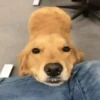 ✴️💚Funny Dogs🐶✴️ 8