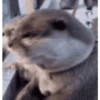 Animal funny 7