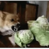 Corgi Life! 5