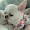 ✴️💚Funny Dogs🐶✴️ 7