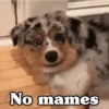 ✴️💚Funny Dogs🐶✴️ 12