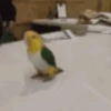 Pajaritos UwU🐦💗💫 10