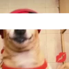 Simon perro bailarin 20