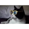 Gatitos cute 16