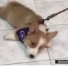 Corgi Life! 7