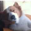 Corgi Life! 30