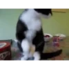 Gatitos cute 17