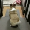 Corgi Life! 16
