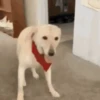 🐶 PERRITOS RANDOM 🐶 8