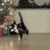 🐱Michis en Navidad🎁🎄 14
