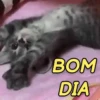 REAJA COM GATINHOS 😸🐈 10