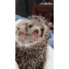 Animal funny 9