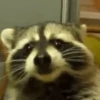 Ferrets 16