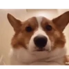 Corgi Life! 9