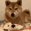 Animal Shiba Cute 15