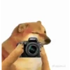 Animaditos Bonitos 😈 9