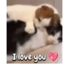 Cute Cats 😻😻 8