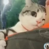 🤍 Еще котята 🤍 15