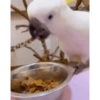 ZEZÉ CACATUA 💛 19