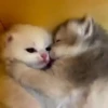 🧿😻Gatitos buena vibra😻🧿 12