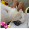 ZEZÉ CACATUA 💛 22