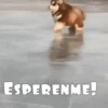 Funny dogs🐕🐶 6