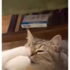 Moar gatos 🫠🫠 6