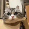 🧿😻Gatitos buena vibra😻🧿 20