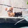 😻 Esse gatinho vc ainda ñ tem 27