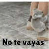 Animales Divertidos🐒🐤🦁 Mov🐽 10