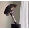 Más gatos🐈 14