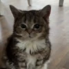 😻 Esse gatinho vc ainda ñ tem 16