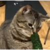 Más gatos🐈 6