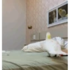 ZEZÉ CACATUA 💛 9