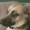 Funny dogs🐕🐶 13