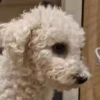🐶 Catiorríneos Fofíneos 12