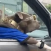 Funny Animals reactions🤣 14