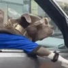 Funny dogs🐕🐶 18