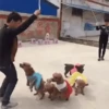 Adesivos engraçados 11