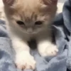 Cats 🐱 5