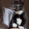 😻 Esse gatinho vc ainda ñ tem 12