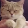 😽GATITOS CURA DEPRESIÓN😽 11