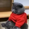 🧿😻Gatitos buena vibra😻🧿 8