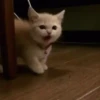 🤍 Еще котята 🤍 13