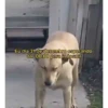 🐶 Catiorríneos Fofíneos 19
