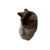 😻 Esse gatinho vc ainda ñ tem 30