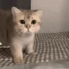 😽GATITOS CURA DEPRESIÓN😽 8