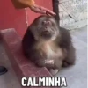 🐒 aquela do macaquinho 28
