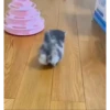 Cats 🐱 12