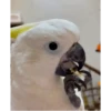 ZEZÉ CACATUA 💛 6